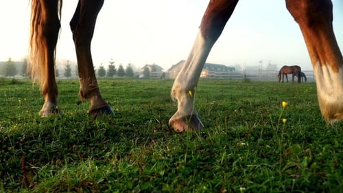 Horses Legs on Green Grass at Farm Ranch Horse Grazing on Pasture