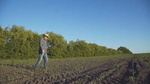 The Senior Farmer Walks on the Field and Checks the Corn Harvest