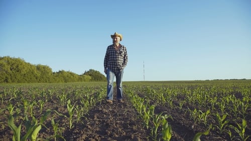 Portrait of the Old Farmer in Hat Walks at Camera on the Corn Field