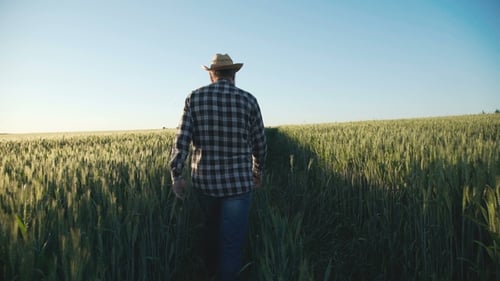 Back View of Old Farmer Walks on Wheat Field, Checks, Rejoices From Good Harvest