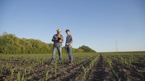 Farmers Viewing Tablet Device in Rural Corn Field