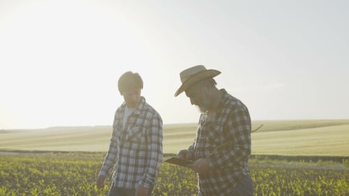 Father and Son Walking on the Corn Field, Deciding the Issues with Tablet