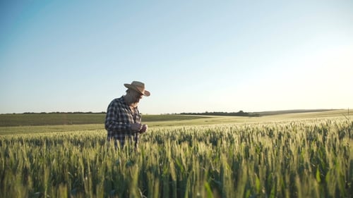 Senior Farmer Walking in Green Wheat Field