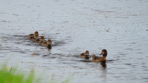 Mallard Duck with Ducklings