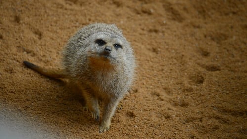 Meerkat Suricate schaut sich um