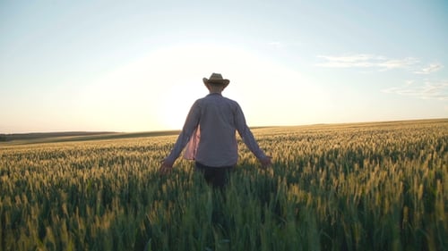 Successful Happy Farmer Walks and Touches the Wheat's Ears in the Field