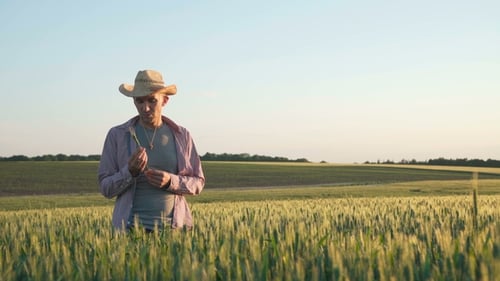Happy Farmer Holds Big Wheat Spike and Rejoices of Good Harvest on a Field