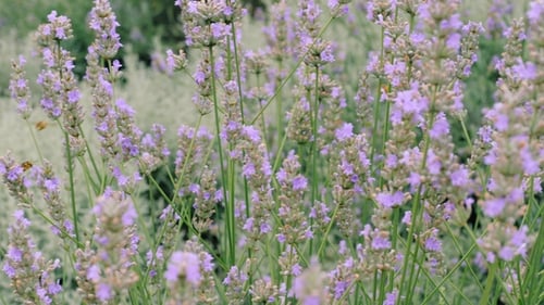 Bees Fly Pollinating Flowers of Lavender Plants in Field