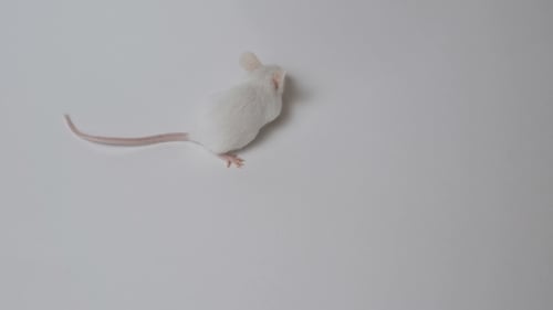 White Mouse Walking on White Background