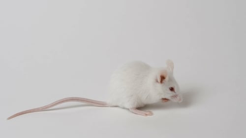 White Mouse Grooming Whiskers on White Background