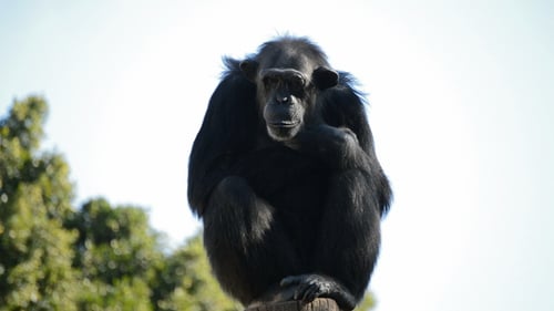 Chimpanzee Resting Atop Wooden Pole Outdoors