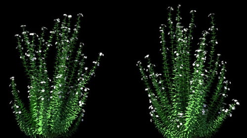 4K Capitatus Plant Growing Timelapse