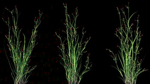Three Growing Plants Animation with Red Berries Alpha Channel