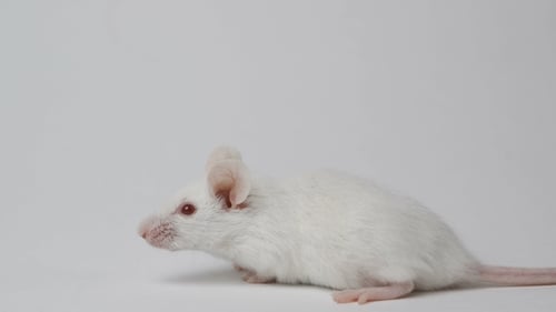White Mouse Isolated on a White Background