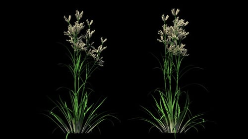 4K Dactylis Plant Growing Timelapse