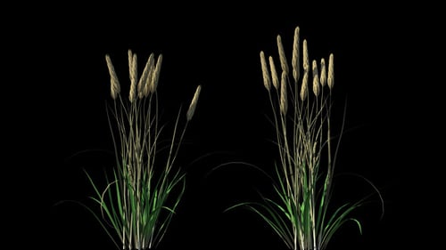 4K Wheat Plant Growing Timelapse with Alpha Matte