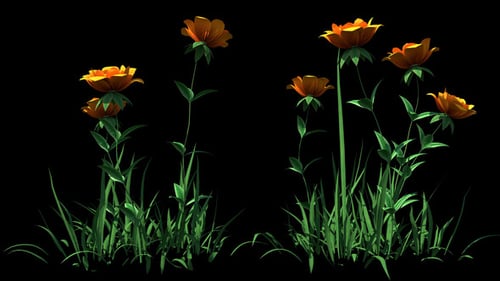 4K Yellow Rose Flowers Timelapse