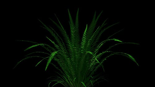 4k Fern Plant Growing Timelapse