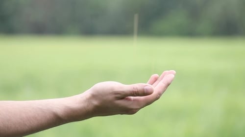 Man Hands Pouring Ripe Wheat Golden Grains. Wheat Grain in a Male Hand Over New Harvest at Field