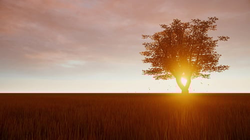 Alone Tree On Meadow At Sunset