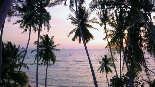 Aerial View of Sea Shore with Palm Tree at Sunset. Tropical Coast Line with Seascape