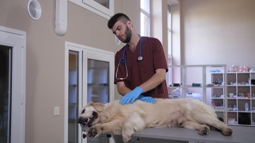 Vet Stroking Sick Lying Dog at Animal Care Clinic