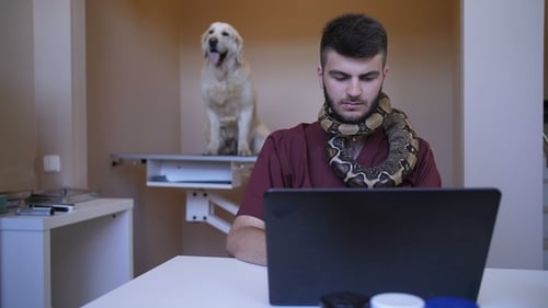 Vétérinaire travaillant sur un ordinateur portable avec Python Snake