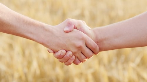 Male Handshake of Two Farmers Against the Background of a Yellow Wheat Field