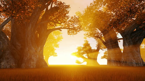 Autumn Forest
