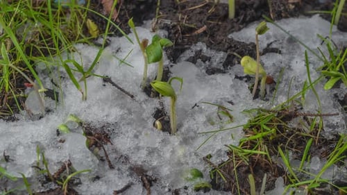 Slow Motion Macro Shot of Melting Snow and Exposing Green Grass and Plant Sprouts