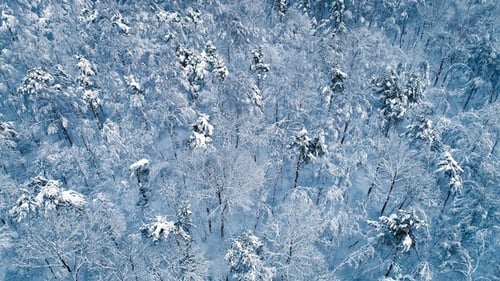 Snowy Branches in Forest. Winter Fairy Background