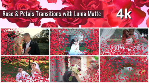 Romantic Red Rose Petals Wedding Transition Pack