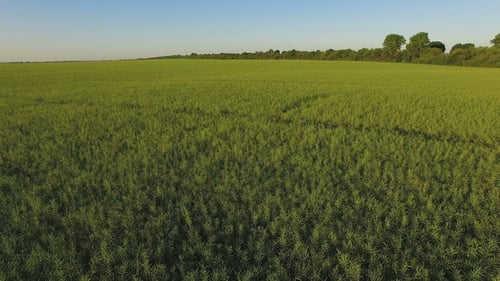 Beautiful Aerial View of Summer Meadow with Sun Blinks and Fields