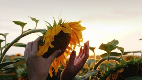 A of a Beautiful Sunflower, a Girl Farmer Checks the Availability of Seeds and Crops for Harvesting