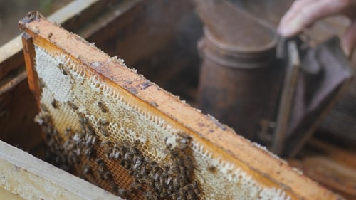 Arbeitsbienen bearbeiten Honigwaben mit Honig. Der Imker zieht den Rahmen mit Honig heraus. Imker bekommt einen