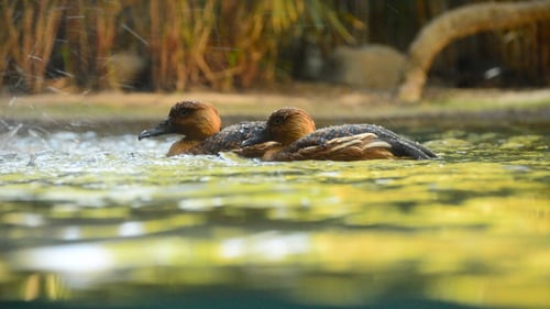 Deux petits canards dans une rivière