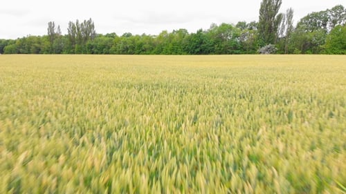 Flying Close Above Vast Yellow Wheat Field Flight Over Cornfield