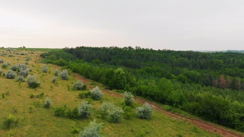 Flight Over Spring Hills with Forest