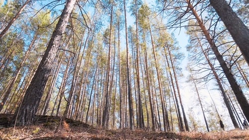 Schöne Landschaft Pine Nadelwald bei Sonnenuntergang. Touristenreservat für Erholung und