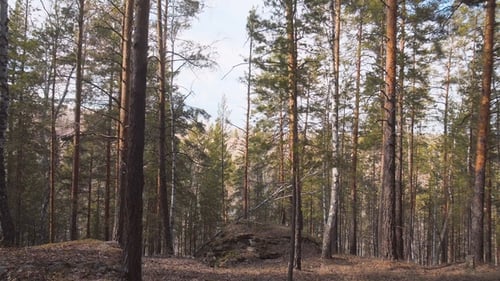 Beautiful Landscape Pine Coniferous Forest at Sunset