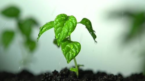 . Watering the Garden Plant.