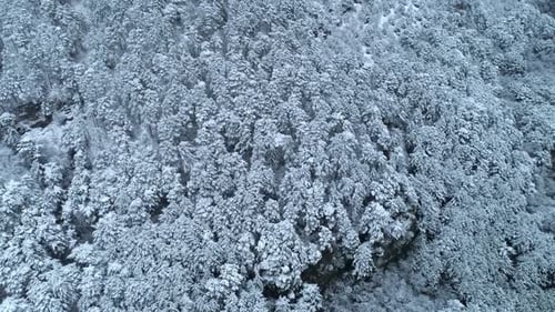 Top Down View Of The Young Snow Covered Coniferous Forest