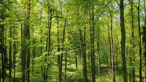 Flying Between the Trees in the Spring Forest.