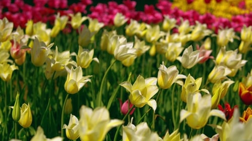 Bright Tulips Blooming in a Sunny Field