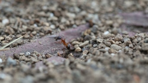 Les fourmis noires et rouges travaillent ensemble