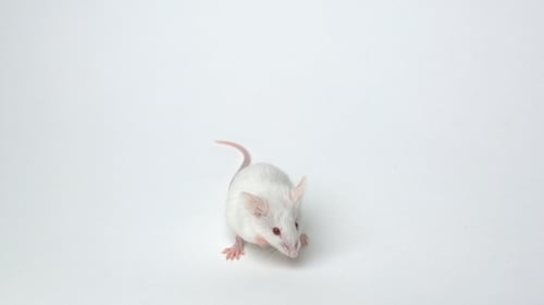 Adorable White Mouse Grooming on a White Surface