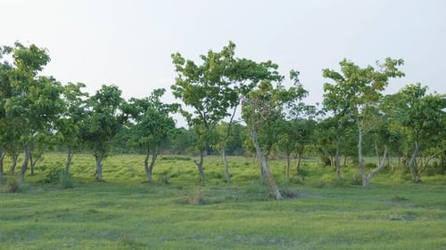Regenwald im Chitwan-Nationalpark, Nepal