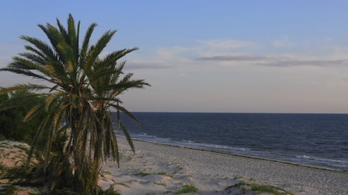 Palm Tree on Empty Beach