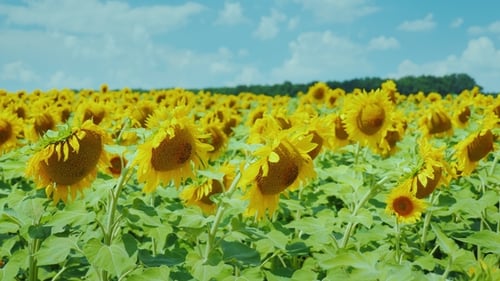 Field of Yellow Sunflowers Against the Blue Sky with Beautiful Clouds