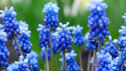 Blue Grape Hyacinth Flowers Blooming in Springtime